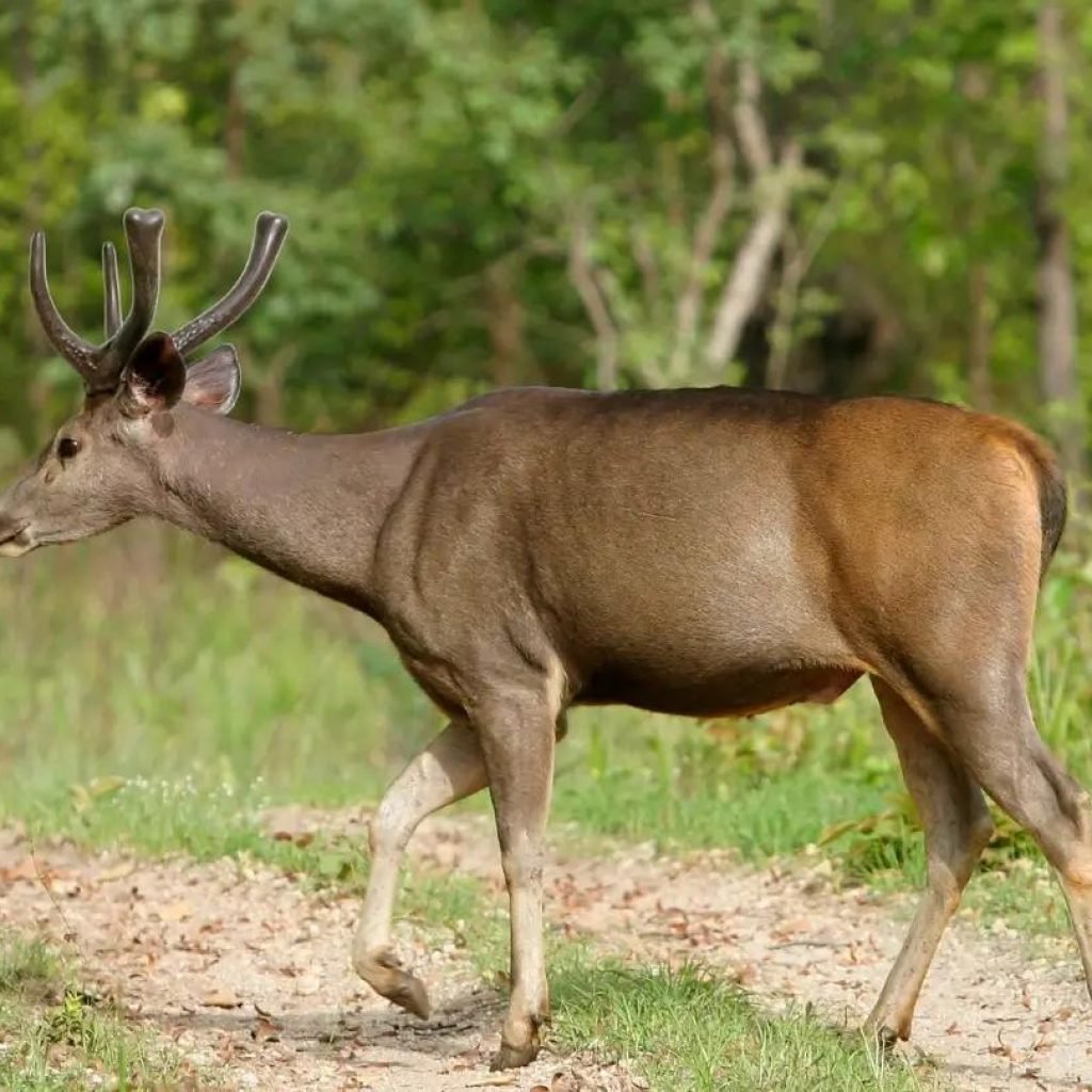Fauna in Kanha National Park