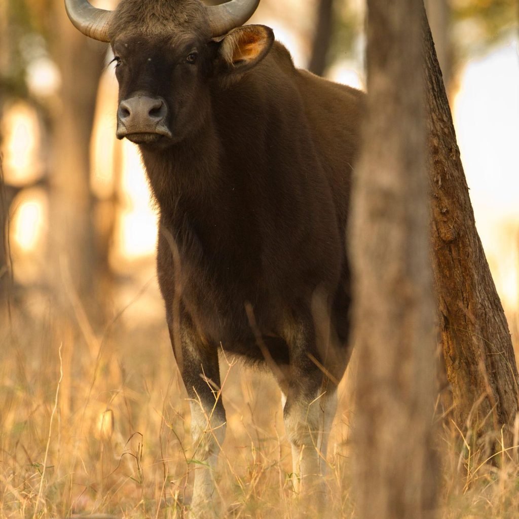 Gaur Pench national park