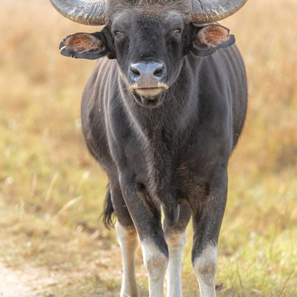 Gaur in Kanha National Park in India