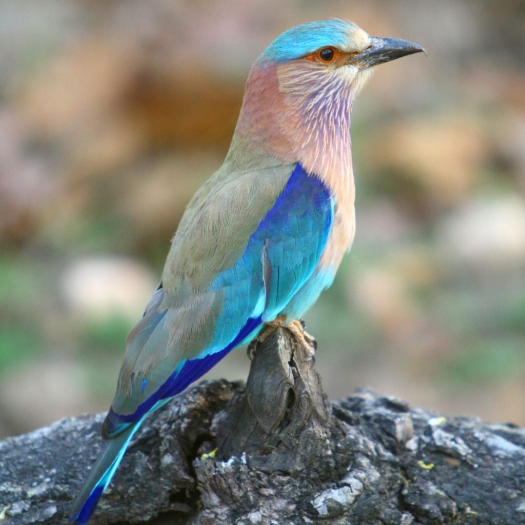 Indian Roller (Coracias benghalensis) at Kanha National Park