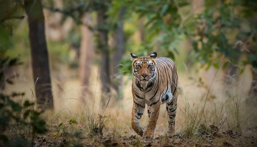 Kanha