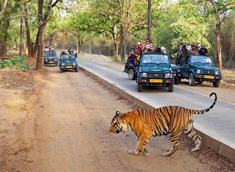 Kanha Tiger Safari