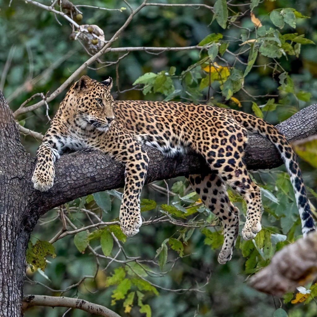 Leopard