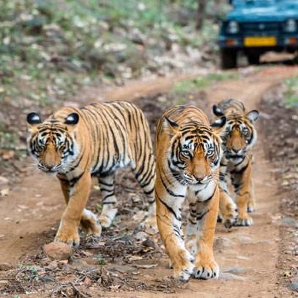 Pench National Park