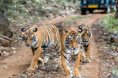 Pench National Park