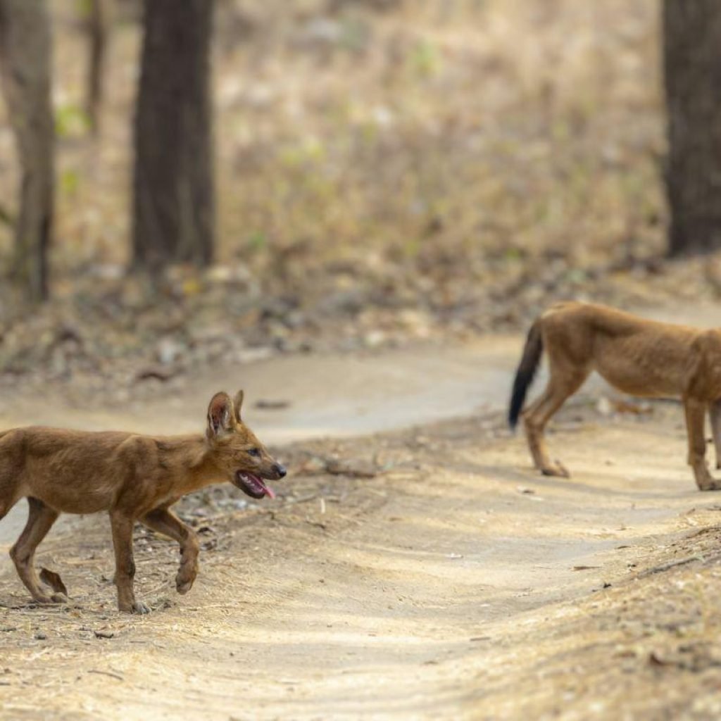 Pench National Park view