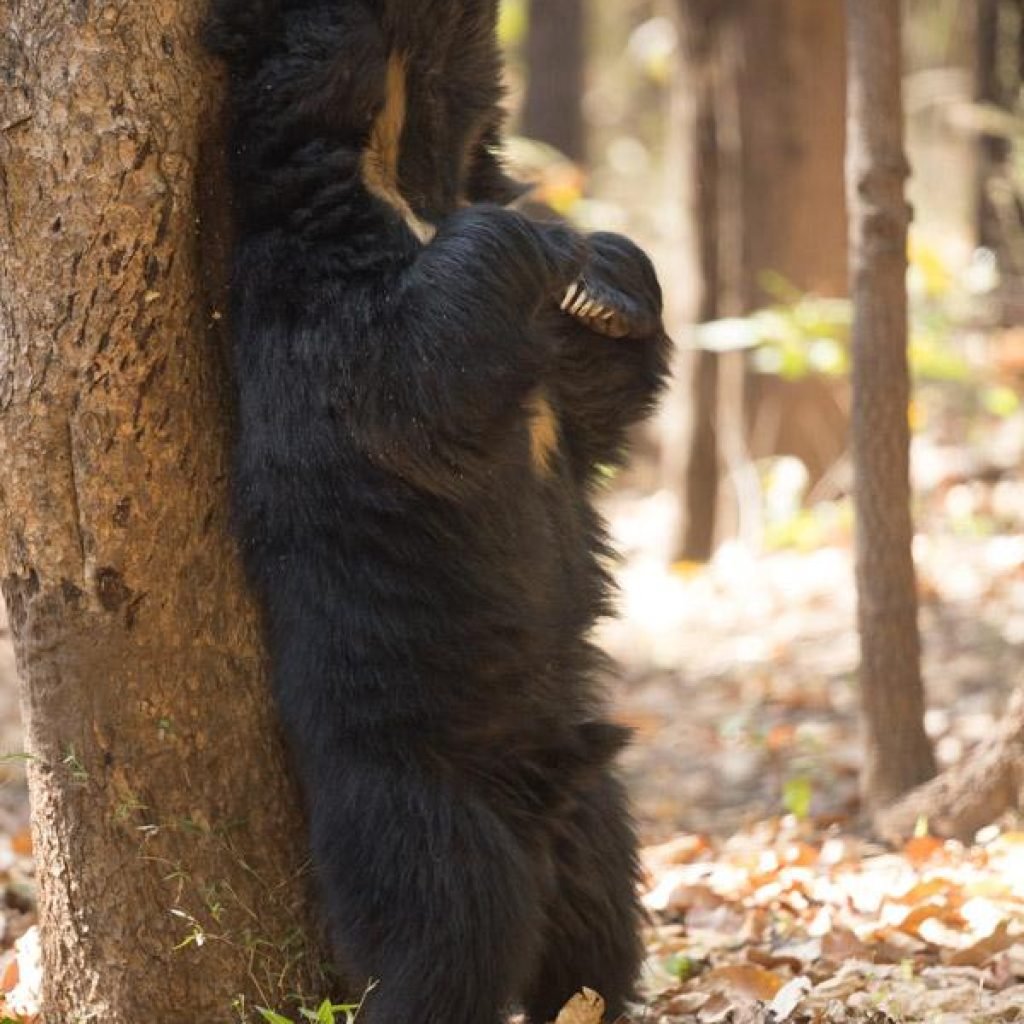 Pench National Park wildlife