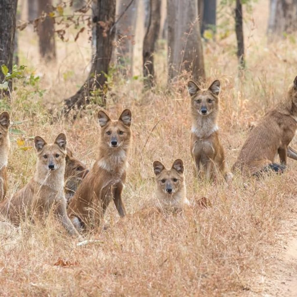 Pench National Park wildlife location