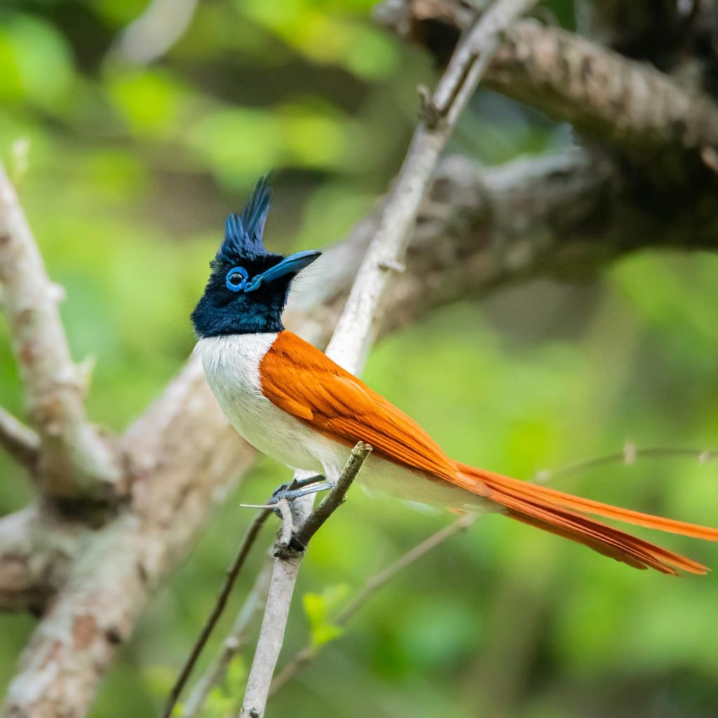 Wildlife & Bird Watching