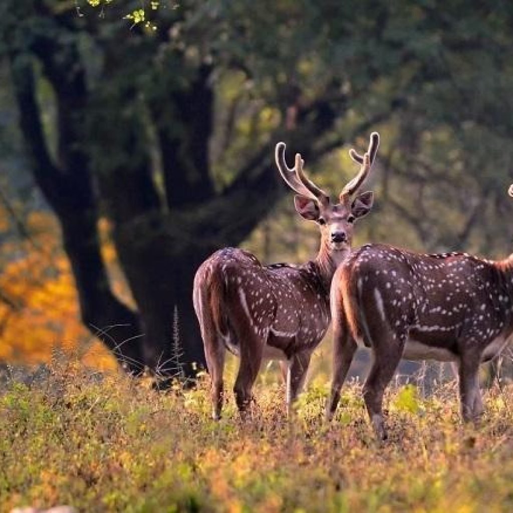 Wildlife & Bird Watching_one