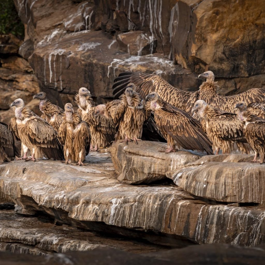 A kettle of near threatened himalayan vultures resting during late afternoon hours on a rocky perch