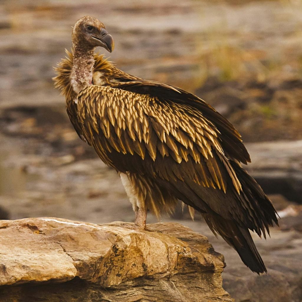 Gyps himalayensis., Panna Tiger Reserve, Madhya Pradesh, India