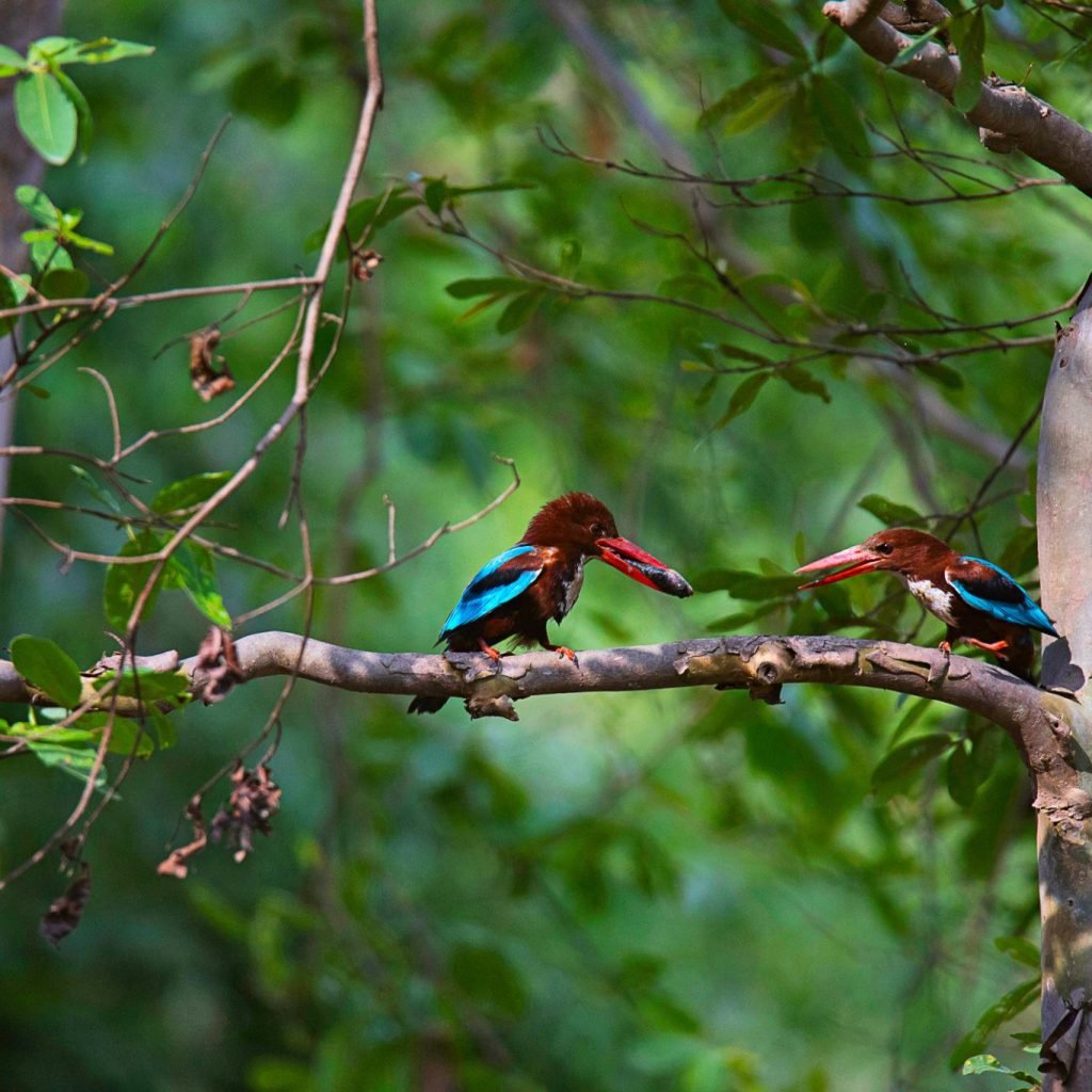 Panna Tiger Reserve, Madhya Pradesh