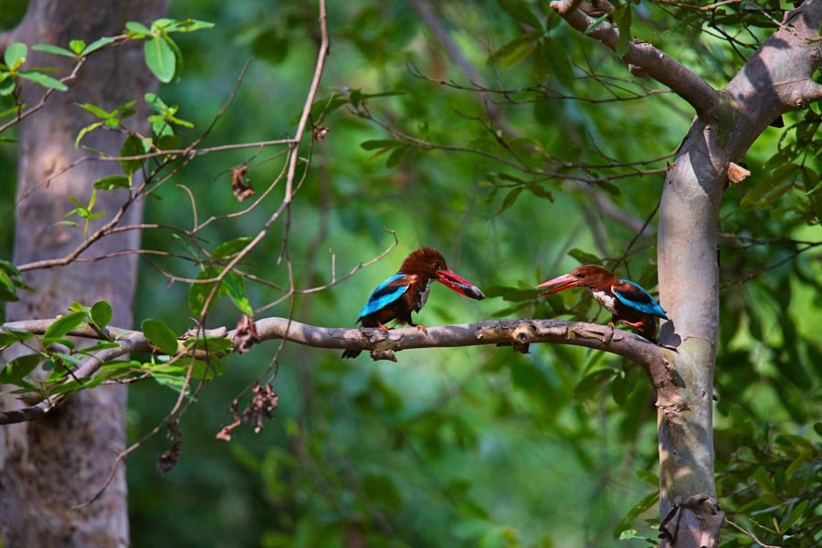 Panna Tiger Reserve, Madhya Pradesh