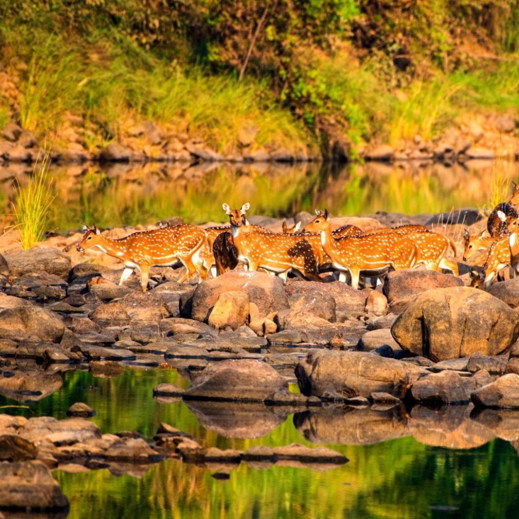 Spotted dear or chital in Panna National Park, India.
