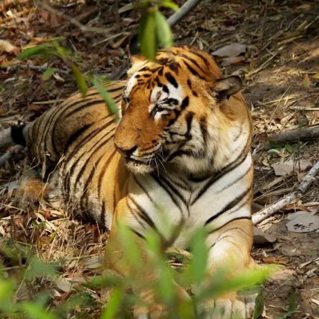 Tiger ,Panna National Park