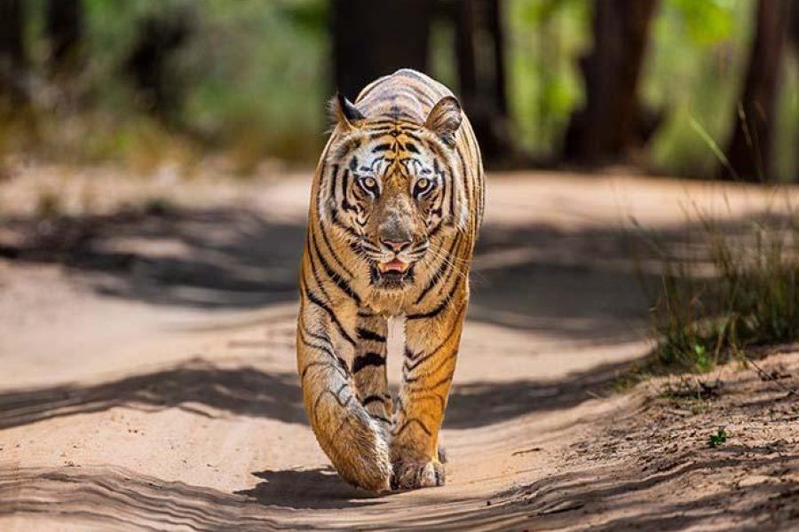 Tiger Safari