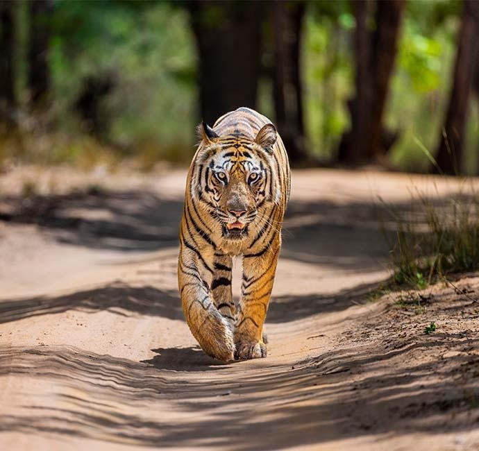 Tiger Safari