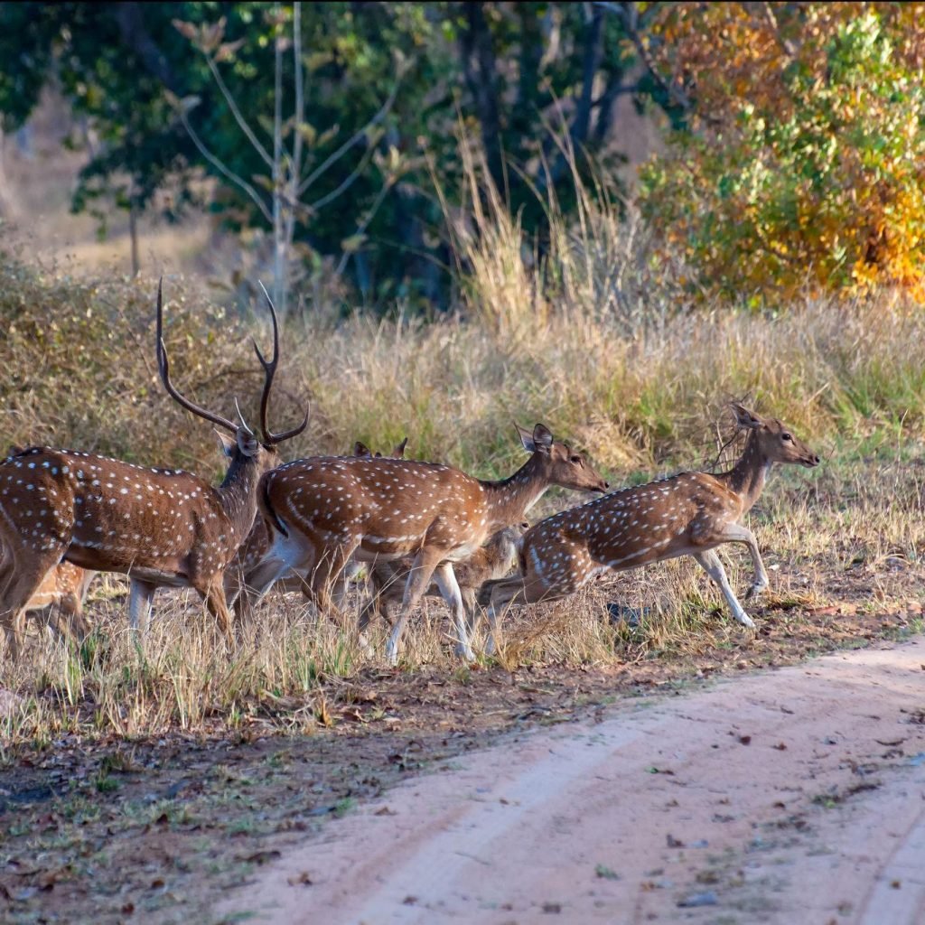 deers in Panna national park.