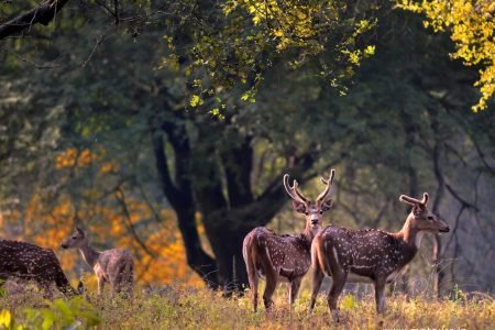 Kanha Tour package