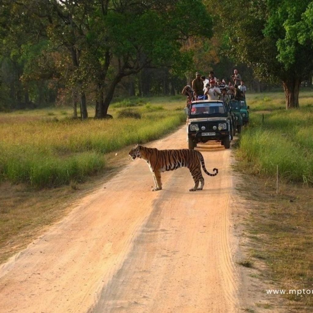 Kanha Tour package madhya Pradesh tour packages