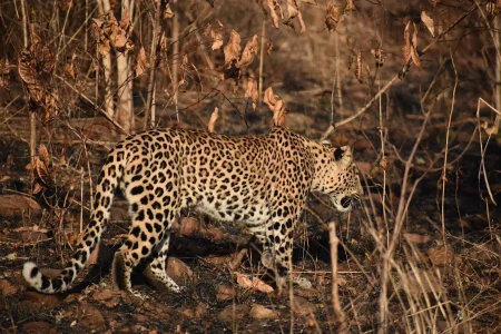 Kuno National Park Safari Guide 2026: Best Time to Visit, Cheetah Sightings & Booking Tips
