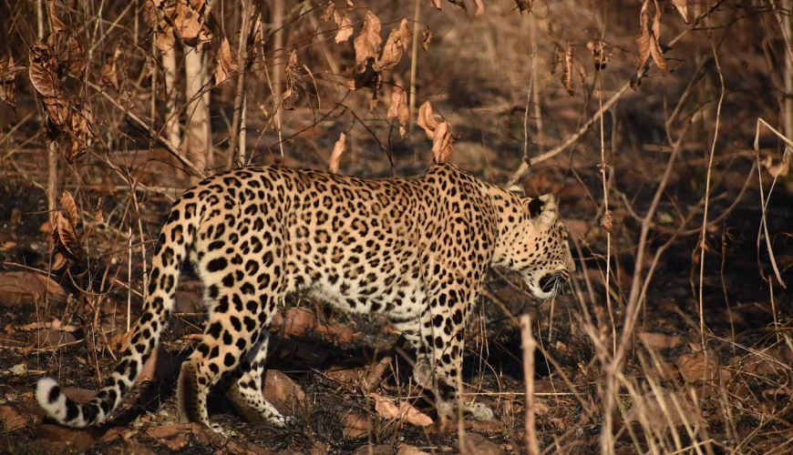 Kuno National Park Safari Guide 2026: Best Time to Visit, Cheetah Sightings & Booking Tips