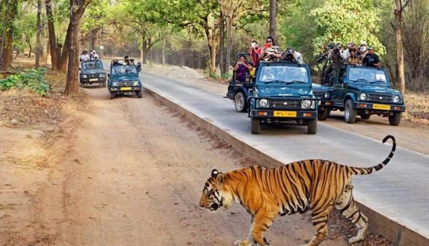 Best Tiger Safaris in Madhya Pradesh for Wildlife Enthusiasts